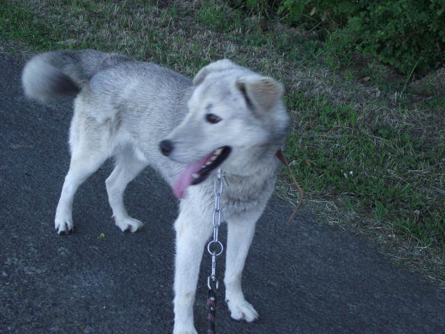 IROCK husky 01/01/2013 en accueil dans le ASSO49 ADOPTE 60020011424814102048114564301404770473884258705410o