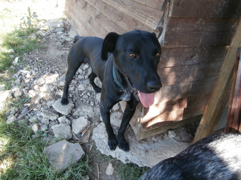 BOOM (mâle type labrador noir) 600235P9271768