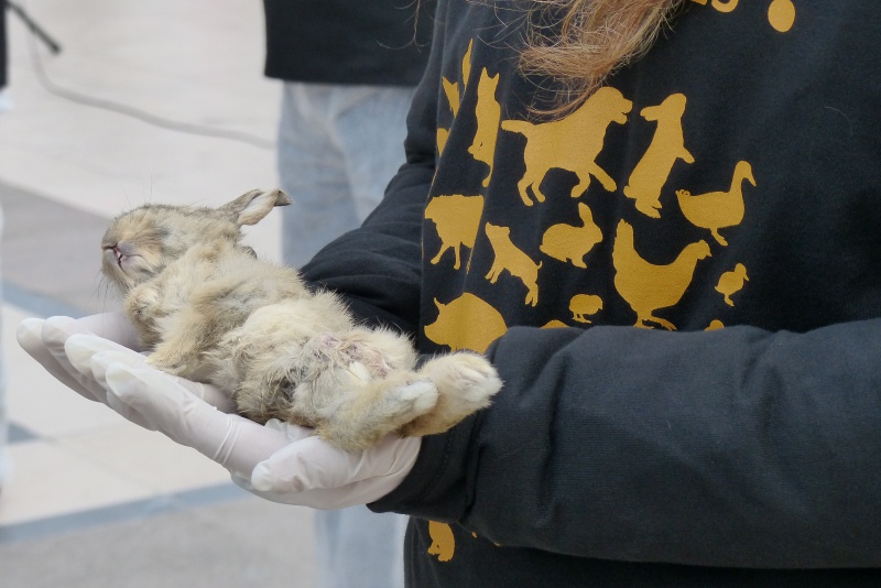 14 - Des lapins morts pour secouer les consciences - Paris 27 mars 2013 600788P1030388