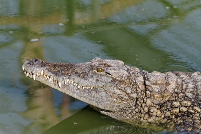 Les crocos de Pierrelatte 601253IMG8282DxO640x480