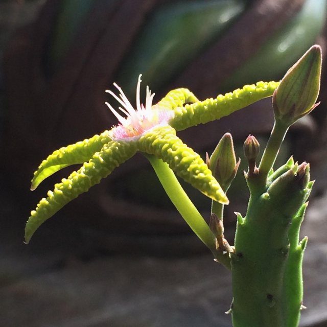 Stapelia flavopurpurea f. jaune 601300stapeliaflavopurpureaprofil