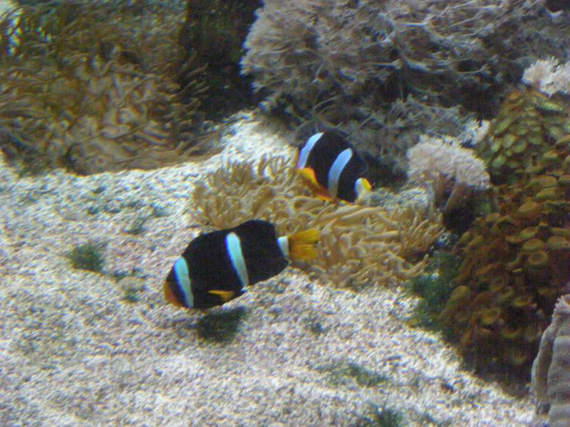 Aquarium de La Rochelle 601647P8027931