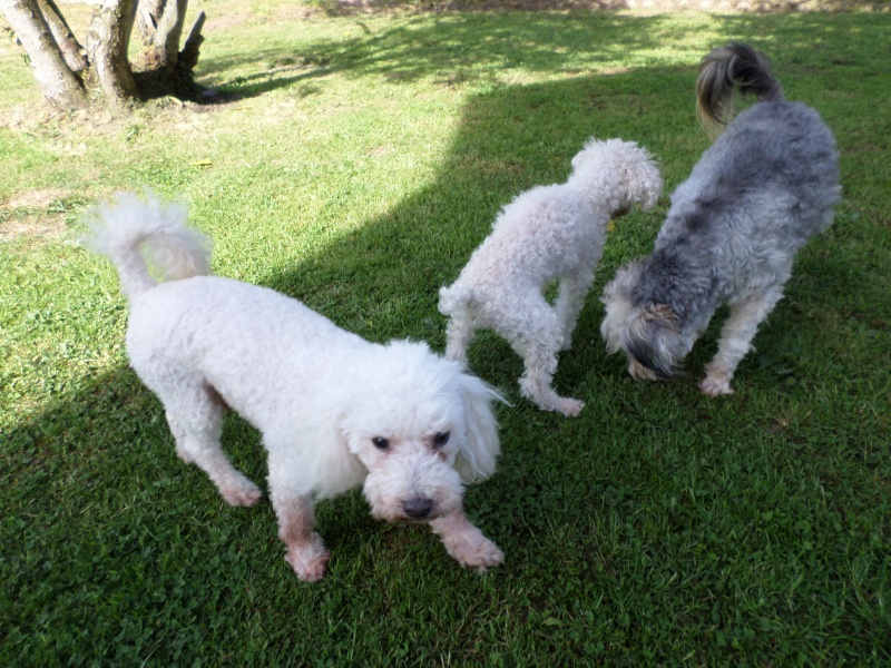 SKIPY CANICHE BLANC MALE 11 ANS - ADOPTE  - Page 4 601710SAM2013