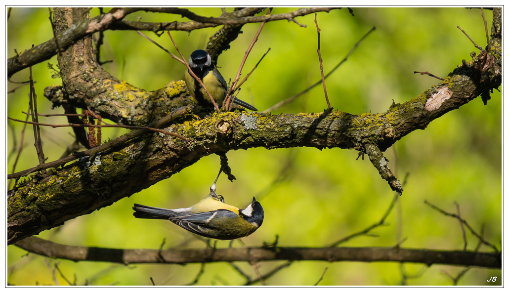 Les oiseaux des parcs 603407LR53P1140887