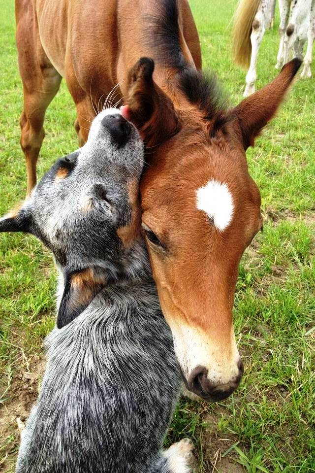 TENDRESSE !!! - Page 3 603596602793372618316175093232978979n