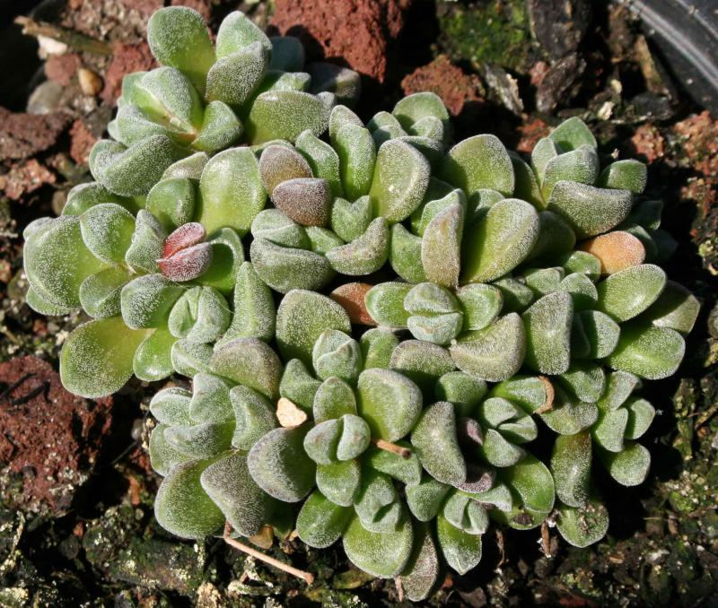 Crassula 'Fernwood'  604816crassulacvFernwoodvuedessus