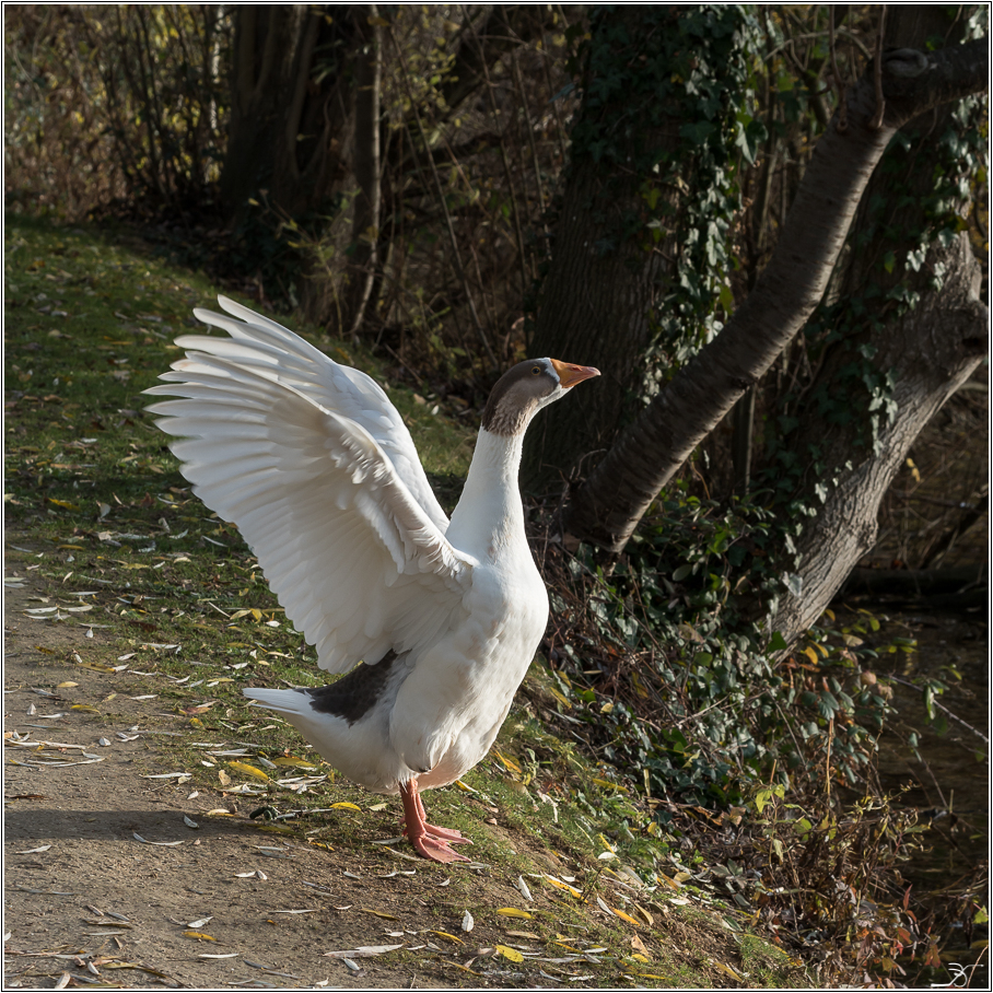 Des chanceux qui passeront un bon Noel 605722LR6PC100066