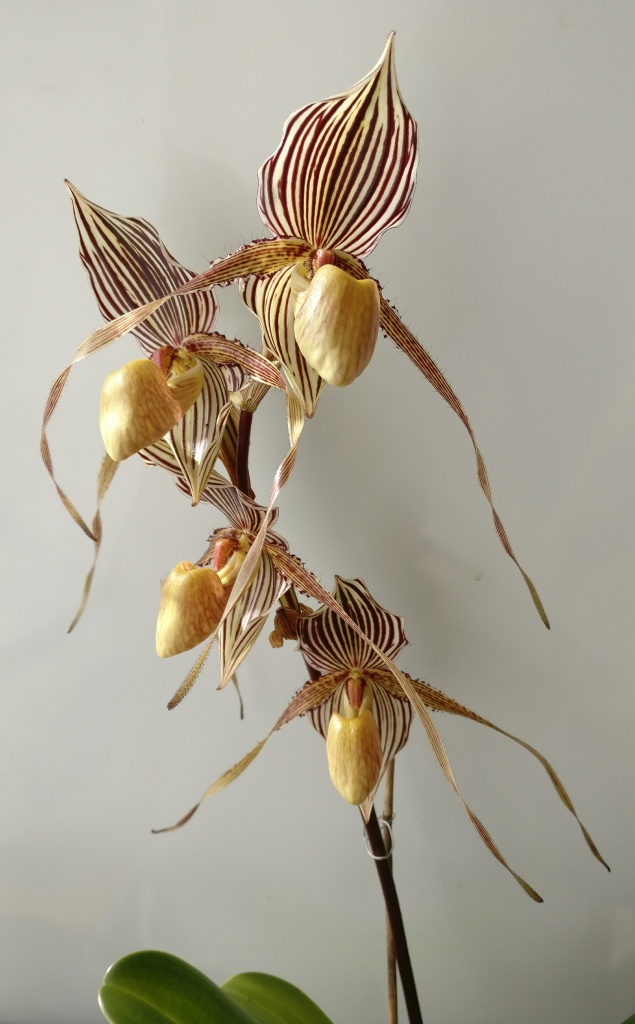 Paphiopedilum Saint Swithin 605746IMG2017021313310901