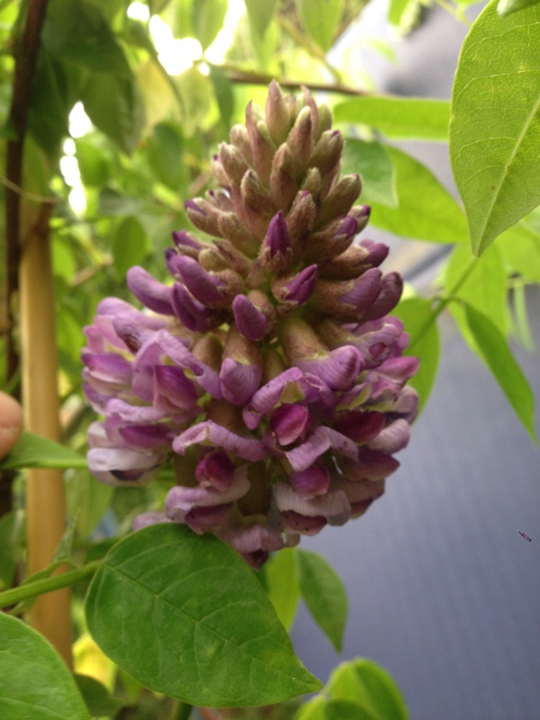 Wisteria Sinensis (Glycine de Chine) 606399IMG5697