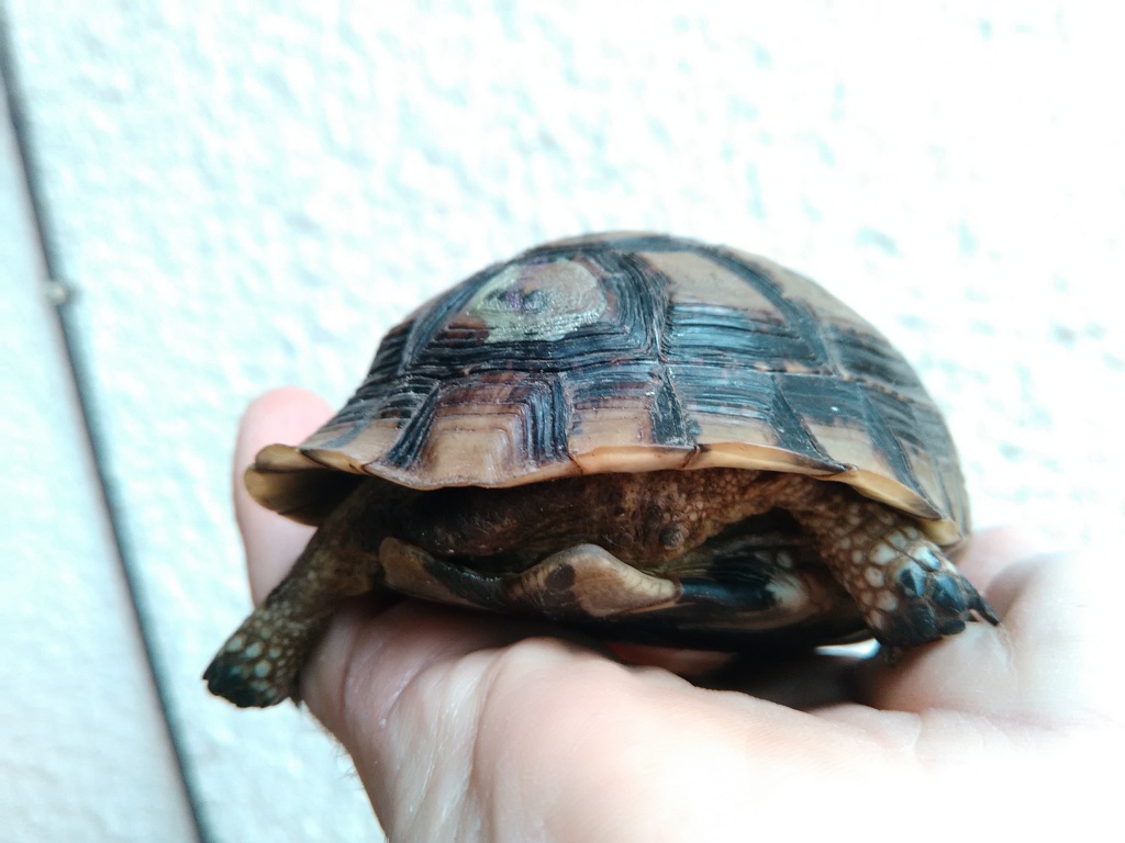 J'ai trouvé une tortue...  608135IMG20150905120711