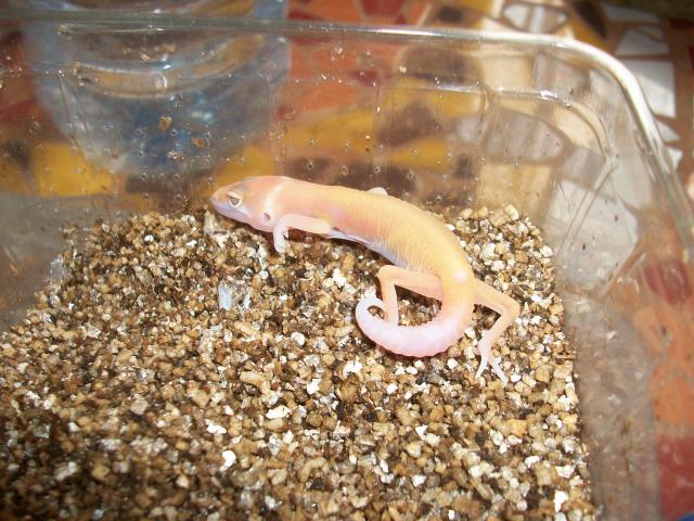 Meos Reptiles : Eublepharis Macularius 2011 6091361009456