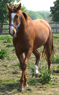 [PLACE BESSE] TINO  En route pour l'extérieur à gogo ! 610181140361