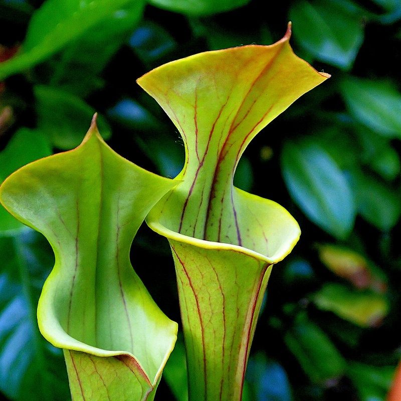 identification sarracenia !! 610233P5300090