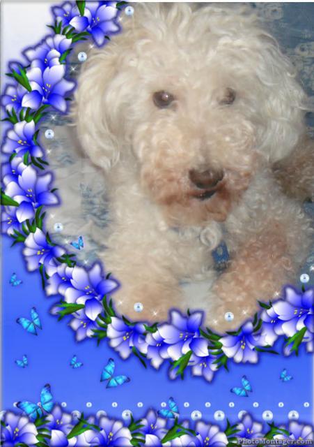 SKIPY CANICHE BLANC MALE 11 ANS - ADOPTE  - Page 2 611694SKIPY31ROCNJHML