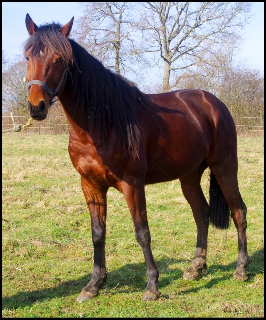 [PLACE GERALDINE] CONAN TF Pure race PP 5 ans  un chouette titi.... 612680conan8