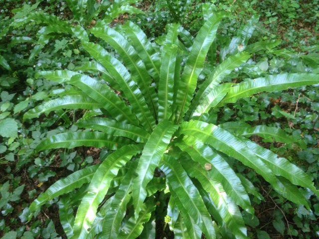 Asplenium scolopendrium - scolopendre 613389IMG0273