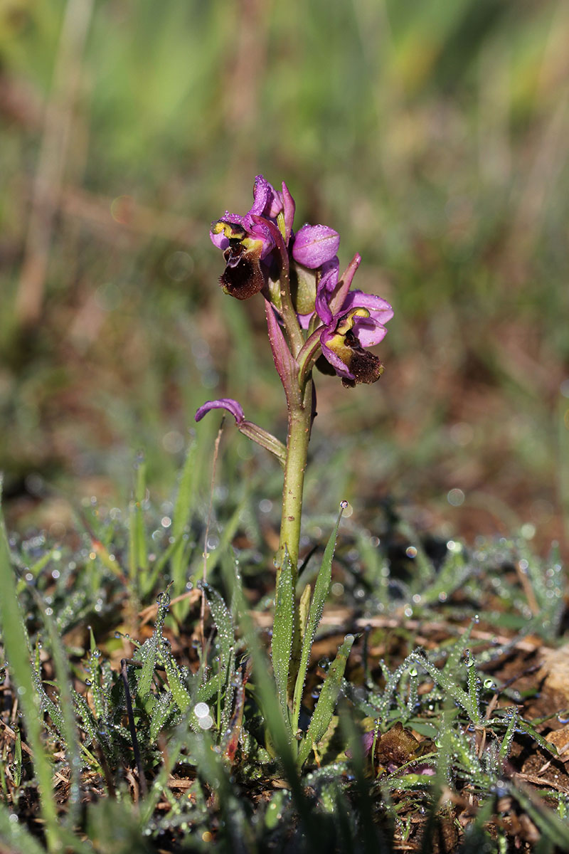 Ophrys tenthredinifera subsp aprilia 613628IMG5252forum