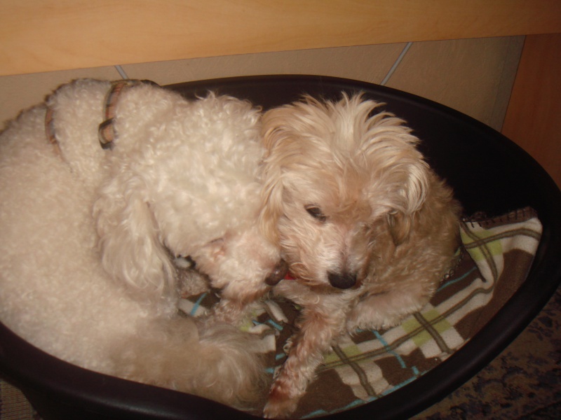 MILAINE F BICHON  12 ANS SPA GIEN (45) ADOPTEE PAR DAYSIE  - Page 2 614127DSC07059