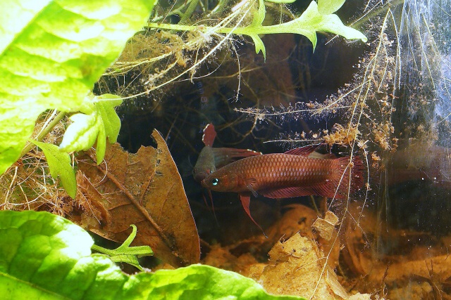 [Labyrinthidé] Le Betta coccina 614176DSC02985Copie