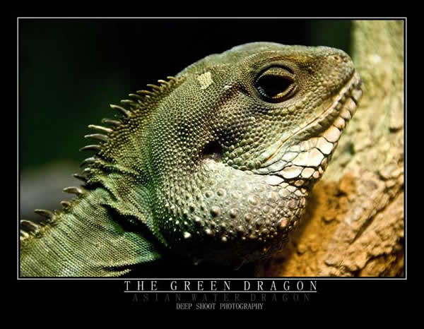 Animaux - Lézards - Caméléon panthère -Anguidae - L'orvet - 614228dragoneau414dc145