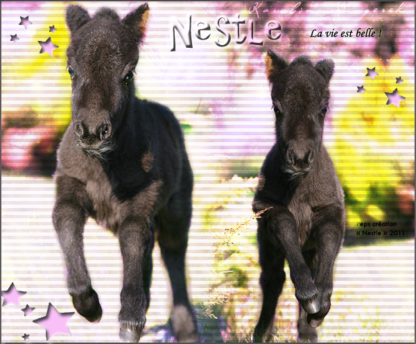 ♪ Chevaux noirs - Page 2 614970nestlee