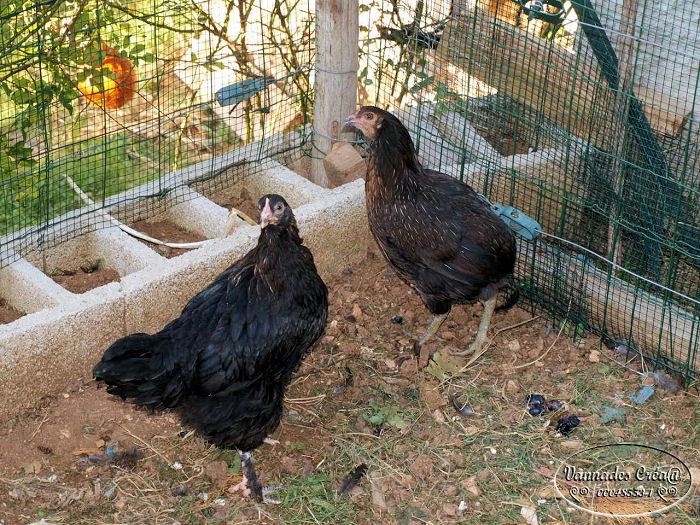 Mes Poulettes suite 1 616179poules2