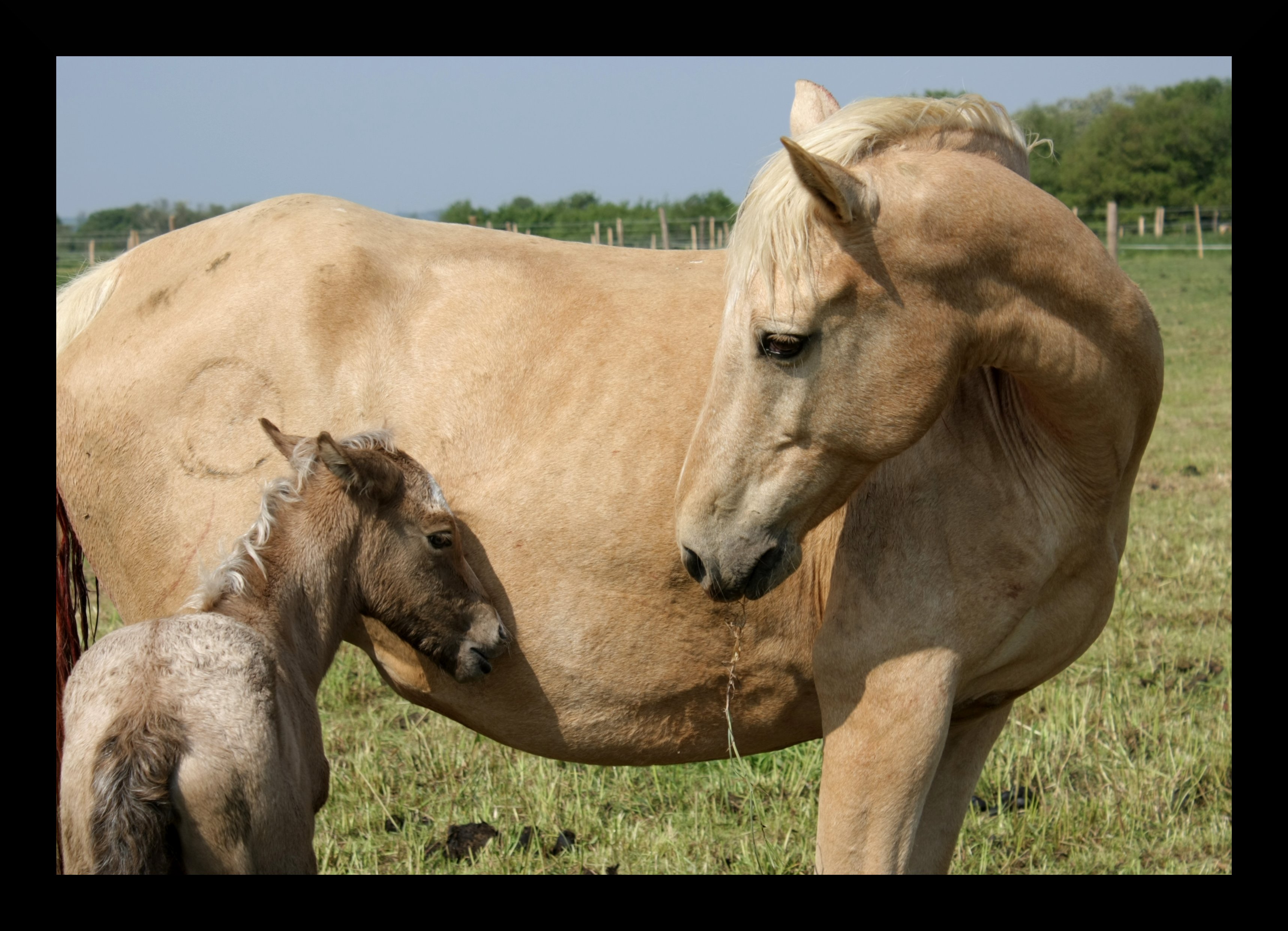 palomino, cremello, cremello sooty ? 616600979