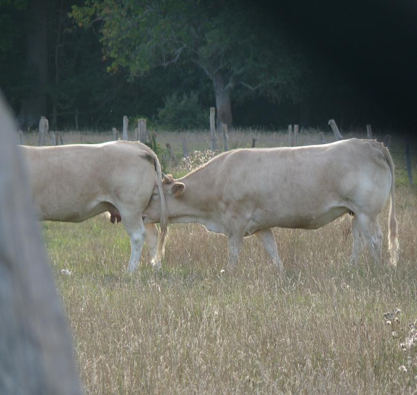 PACY SUR EURE: LE PARIS NORMAND AU COEUR SI TENDRE  - Page 3 617954P1110099