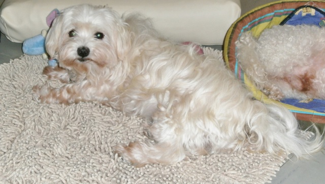 PASTEL PETIT BICHON MALTAIS MALE 9 ANS CANI SENIORS 618098002