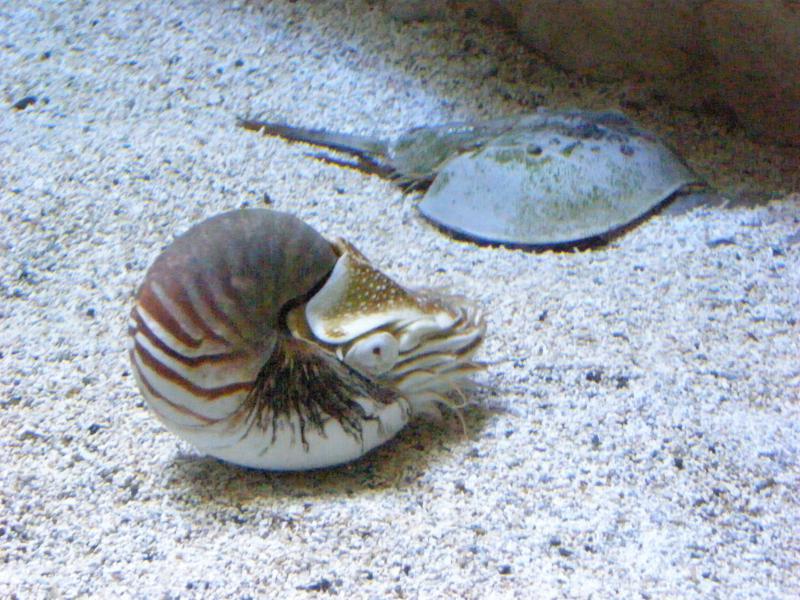 Aquarium de La Rochelle 618237P8027889