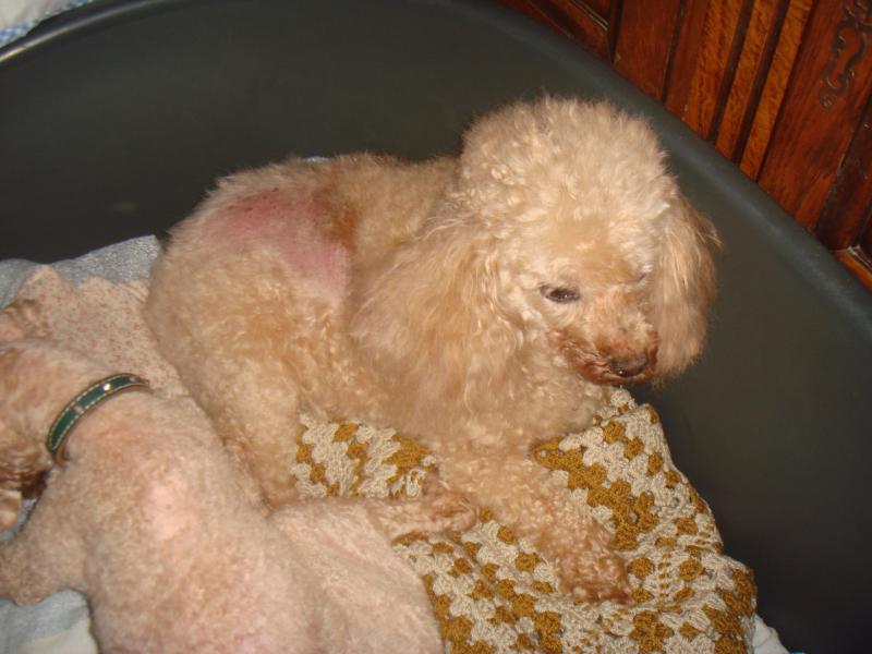 MILAINE F BICHON  12 ANS SPA GIEN (45) ADOPTEE PAR DAYSIE  618875DSC06319