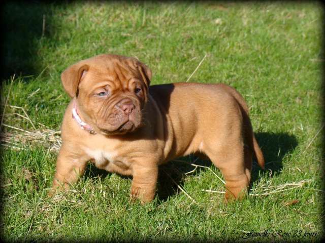 Chili Des Pas de Tacite X Honey bear De l'Aube Rouge (Dogue de Bordeaux) 620216DSC03646