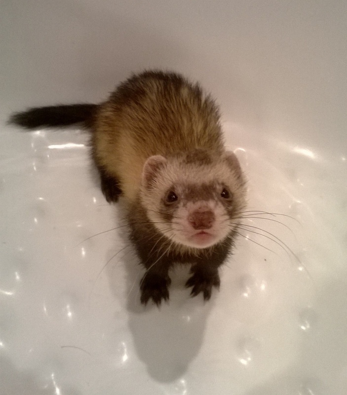 TROUVE Furet Jeune Mâle 620704WP20141001002