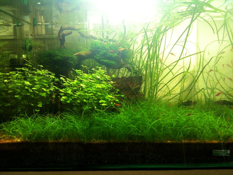 Mon Scaper's Tank 50L Aquascaping - Page 4 622099IMG0694