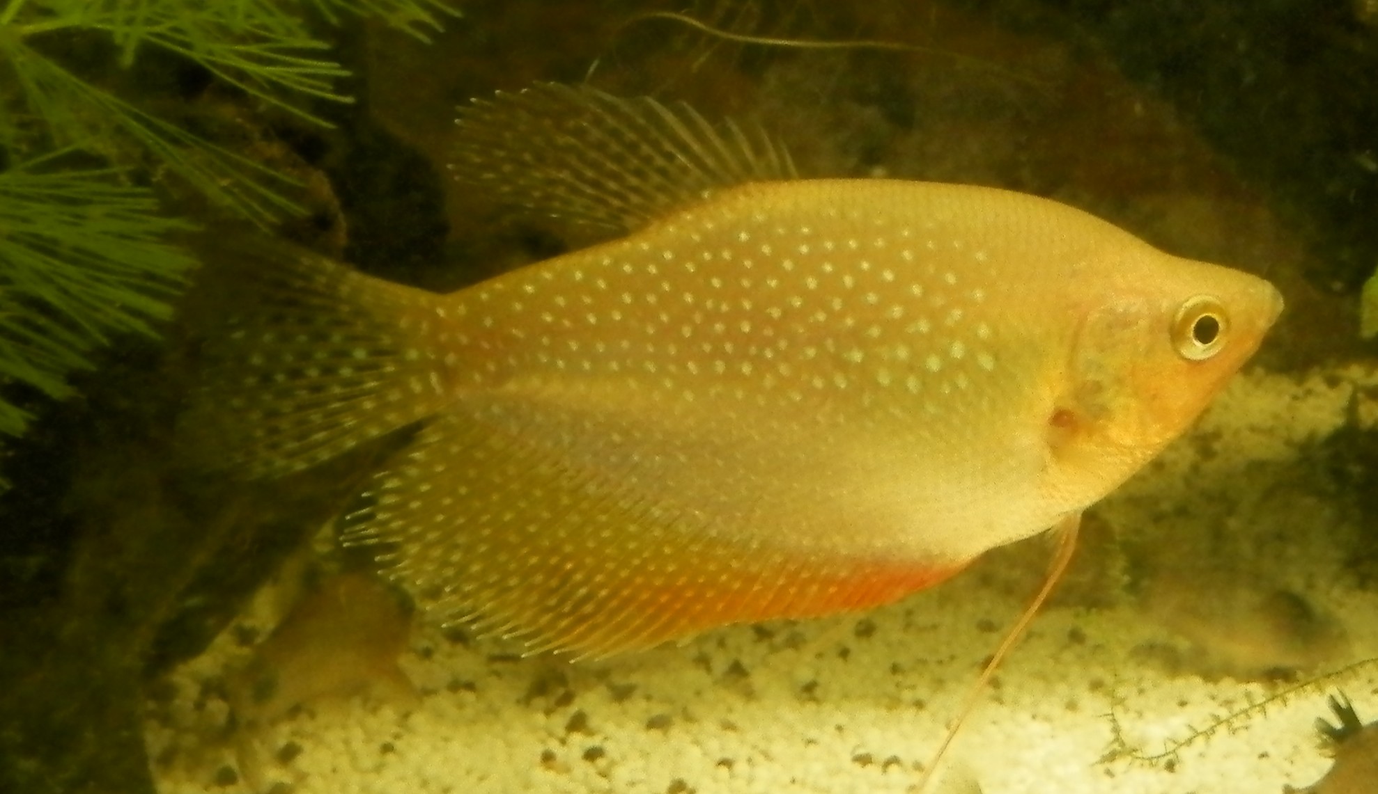 [Identification] Gourami 6226458502