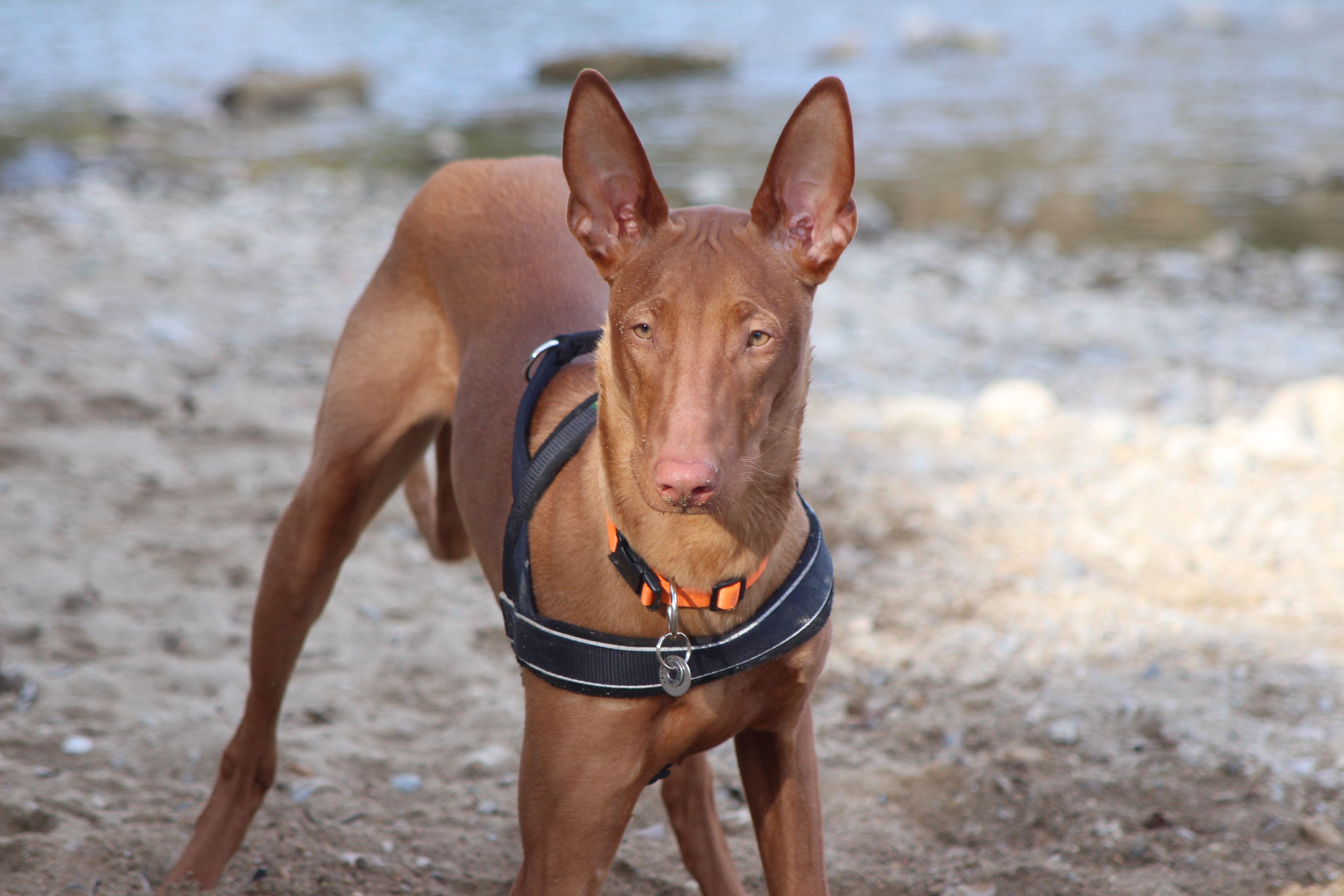 Photographie d'animaux - conseils pour devenir un pro ! - Page 14 622829215966IMG0778