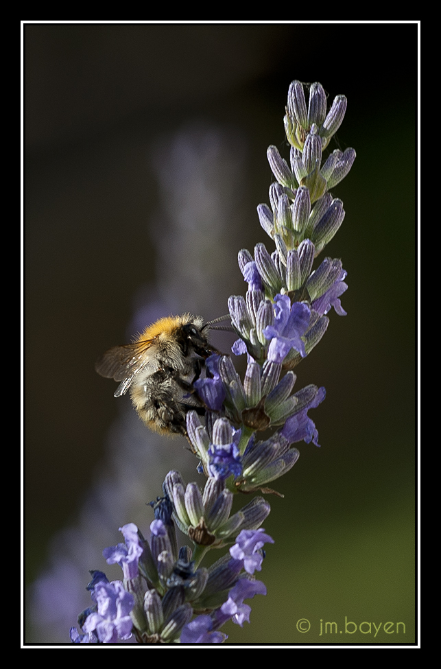 Petite abeille gourmande 623487ab2