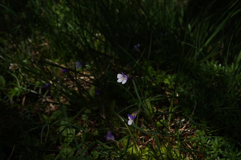 Grassettes in situ en Juin 2017 623515DSC03481