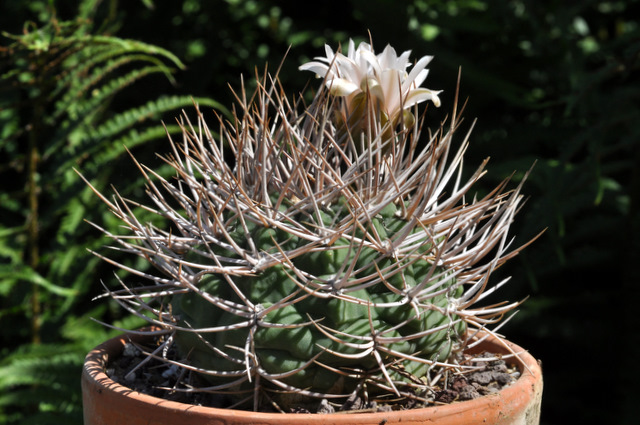 Floraisons de mes Gymnocalycium 623919gymnocalyciumhosseinidulans1108012