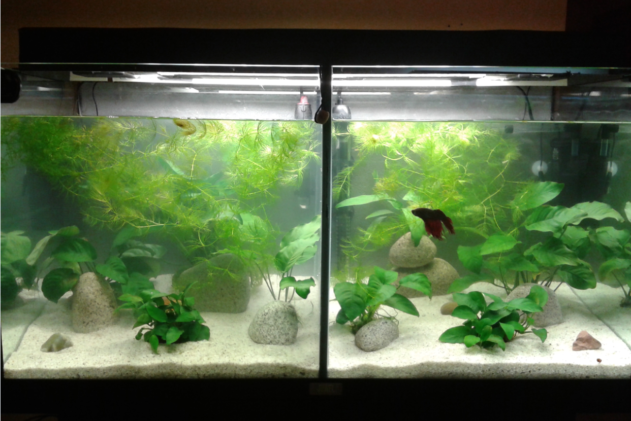 110L compartimenté pour mes bettas :) 624239Voiledechine151