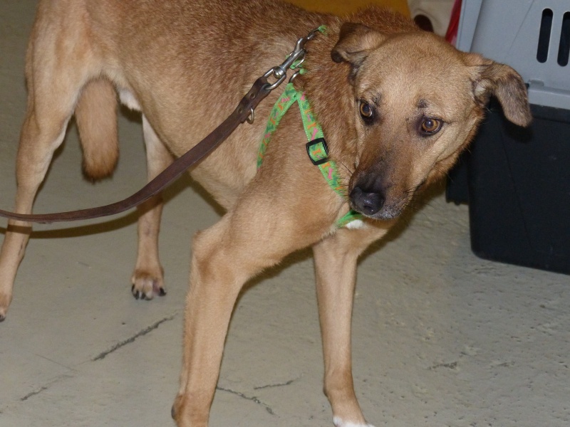 Tzupy, chien de notre quartier, mâle très sociable, né en 2009. 624920P1130210