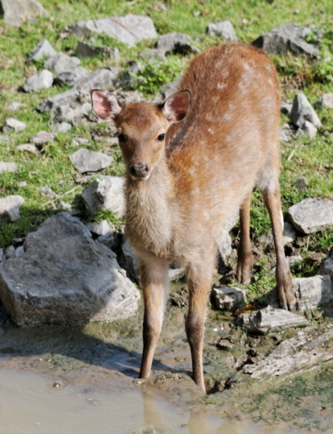 Zoo du Pal (Allier: Dompierre sur Besbre) 625116IMG_5897_DxO__640x480_