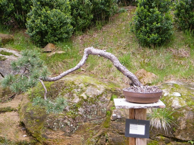 Visite à l'arborétum de Mialet 625852DSCF0371