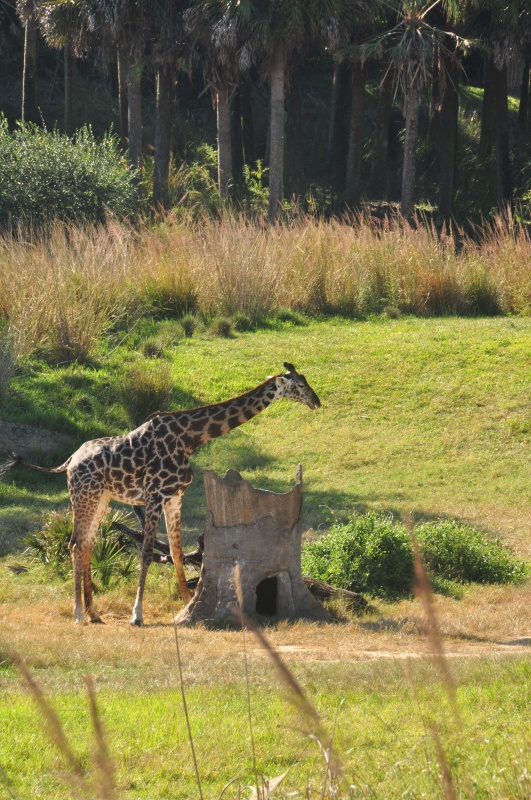 [18-31 octobre 2014] Voyage de noces à Walt Disney World et à Universal - Page 13 626004WildAfricaTrek185