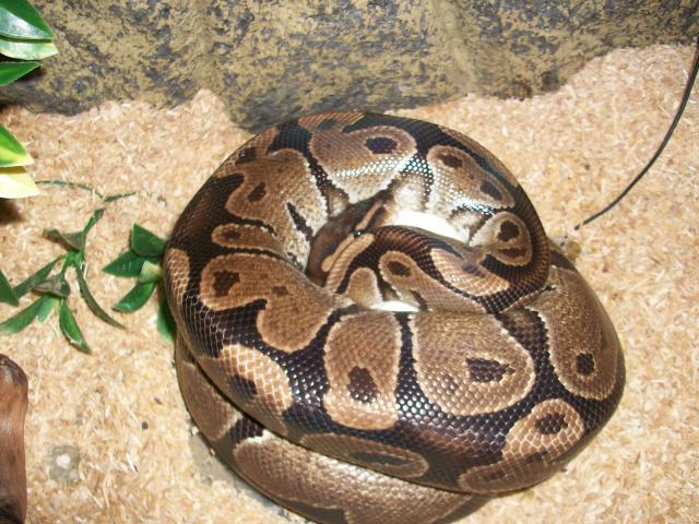 Meos Reptiles : Python Regius 6260571009469