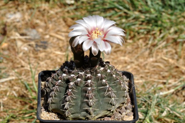 GYMNOCALYCIUM !!! - Page 2 628068gymnocalyciumquehlianum1106021