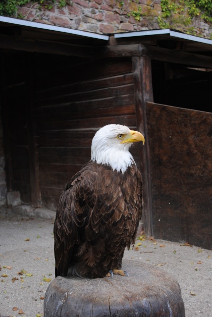 Volerie des Aigles 628710Alsace2012094