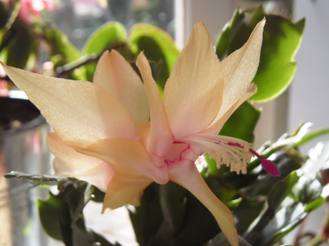 Floraisons Schlumbergera (Cactus de Noël) 629510s4aaa