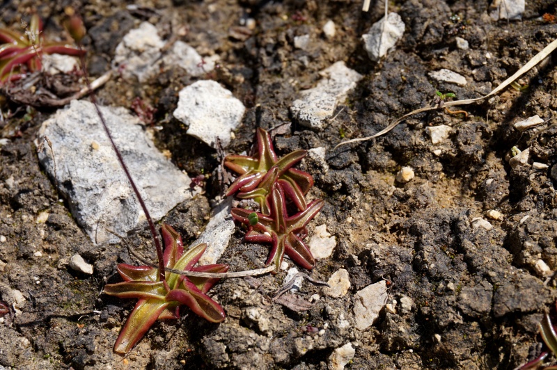 Grassettes in situ en Juin 2017 630782DSC03445