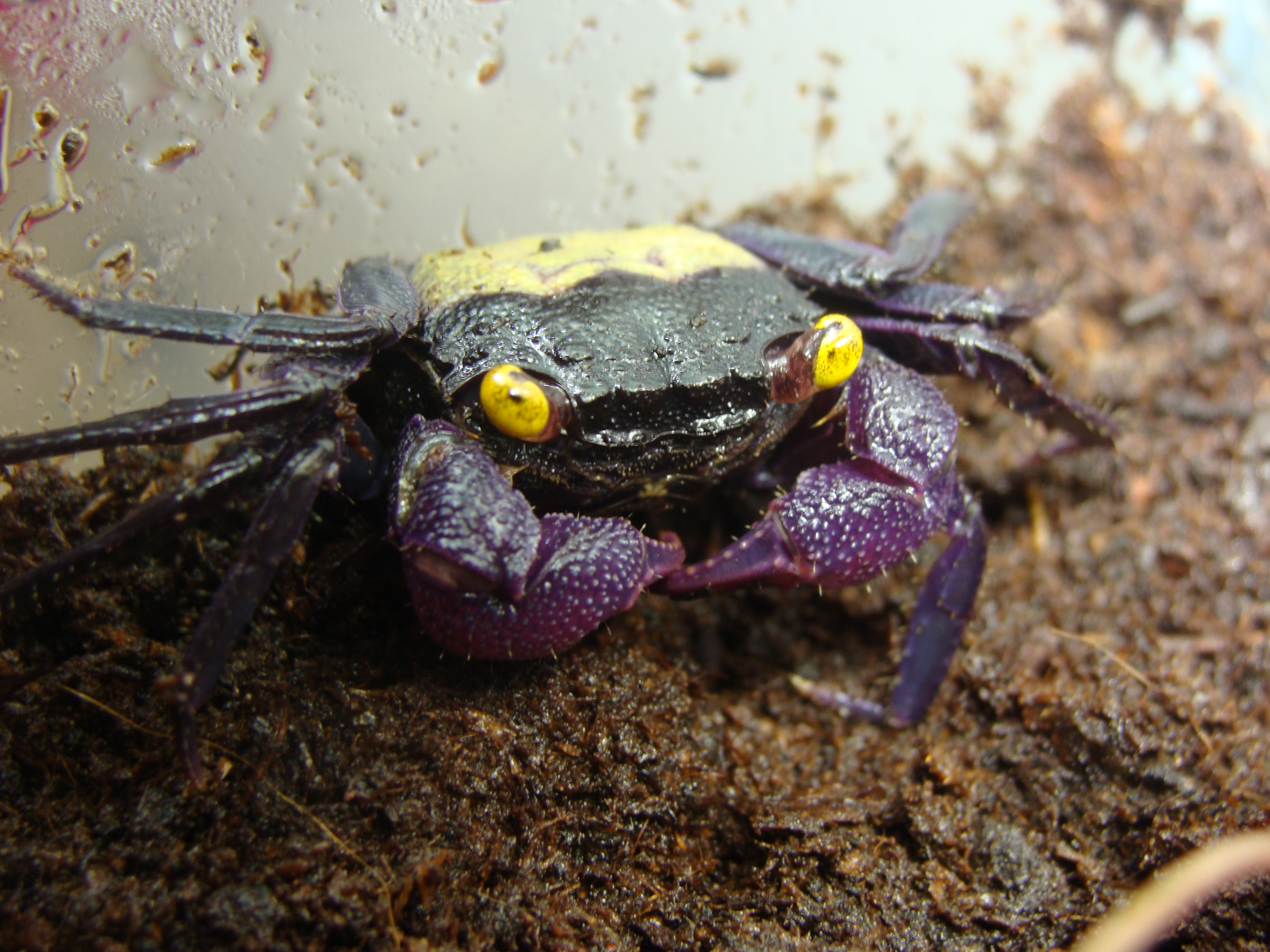 Naissance de bébés crabes vampire - crab vampire - geosesarma sp 632516DSC08868